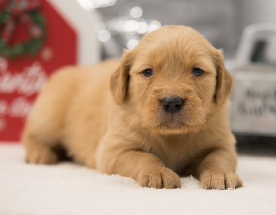 Benny